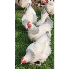 İlhami Demirbaş 16 ADET CORONATİON SUSSEX (LAVANTA) KULUÇKALIK YUMURTA