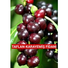 Nutyen 3 Yaş Tüplü Karayemiş-Taflan-Laz-Kirazı Fidanı