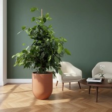 Greenvila Benjamin Ağacı Xl (Ficus Benjamina Danielle) | Ev ve Ofis Için Uygun | Büyük Boy, Canlı Iç Mekan Salon Bitkisi