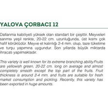 Delixa Tohumu Sivri Biber Yalova Çorbacı 100 Adet Tohum