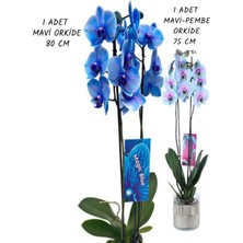 2 Adet  Çift Dallı Ithal Mavi Orkide 75-80 cm