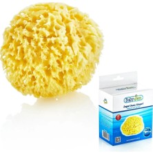 Ieg™  doğal Deniz Süngeri 163