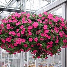 Delixa Miracle Tohum Sarkıcı Snowball Petunya Çiçeği (100 Tohum)