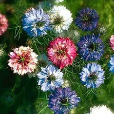 Delixa Karışık Renkte Çörek Otu Çiçeği Tohumu (850 Tohum)