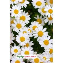 Delixa Papatya Çiçeği Tohumu