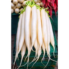 Delixa Doğal Uzun Turp Mino Early 500 Adet Tohum