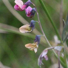 Delixa Doğal Burçak Otu Tohumu (30 Tohum)