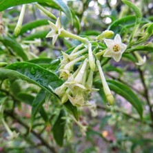 Delixa Doğal Melissa Oğul Otu Tohumu (100 Tohum)