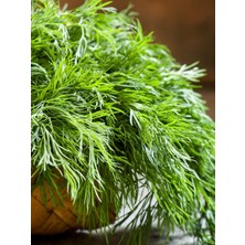 Delixa Tohumu Yerli Dereotu Ferah 1000 Adet Tohum