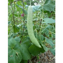 Delixa Erdem Doğal Turşuluk Ömerli Acuru Tohumu 100 Ad. Tohum