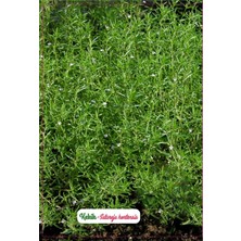 Delixa Kekik Çiçeği Tohumu