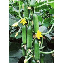 Delixa Hibrit Asma Salatalık Inci-F1 10 Adet Tohum