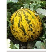 Delixa Tohumu Yerli Dalaman Kavunu 100 Adet Tohum