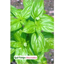 Delixa Yeşil Fesleğen Geniş Yaprak Çiçeği Tohumu 1000 Adet Tohum