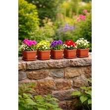 Binbirreyon Kare Tabaklı Saksı Terracotta Kahverengi 5 Adet Saksı 15X15X13CM 1,5lt  AH106