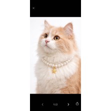  yıldız detay kedi tasması