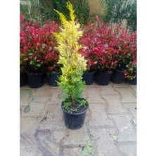 Fidan & Peyzaj Fidan&peyzaj -Goldrider / Altuni Leylandi Fidanı(1 Yaş/50 cm Boy)