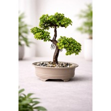 Lineva Dekoratif Yapay Bonsai Mini Ağaç – Masaüstü Ev Ofis Süs Bitkisi (1 Adet)