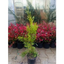 Fidan & Peyzaj - Leylandi Servi (1 Yaş / 50 Cm. Boy)