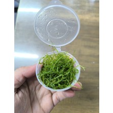 Marimo Scape Java Moss Kap