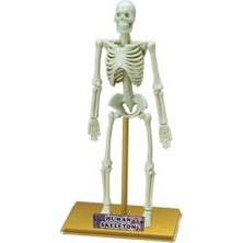 Esplendor Store Eastcolight Insan Iskeleti Bilim Seti