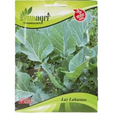 Sunagri Laz Lahana (Kara) Tohumu