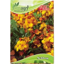 Sunagri Şebboy Çiçek Tohumu