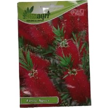 Sunagri Fırça Ağacı Tohumu