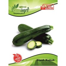 Sunagri Siyah Kabak Tohum – Koyu Yeşil/Siyah Verimli Yemeklik Kabak Tohumu