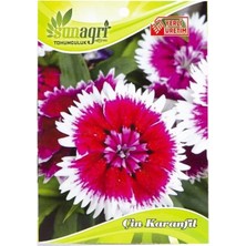 Sunagri Çin Karanfil Çiçek Tohumu