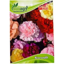 Sunagri Karanfil Çiçeği Tohumu