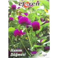 Sunagri Hanım Düğmesi Çiçeği Tohumu
