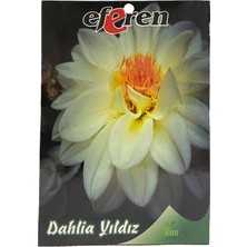Sunagri Dahlia Yıldızı Çiçeği Çiçek Tohumu