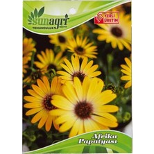 Sunagri Afrika Papatyası Çiçek Tohumu