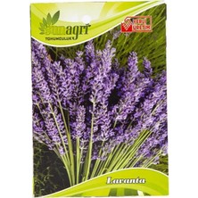 Sunagri Lavanta Tohumu – Mis Kokulu Dekoratif Lavanta Tohumu
