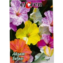Sunagri Eferen Akşam Sefası Çiçek Tohumu – Kokulu Akşam Sefası Çiçek Tohumu Paketi