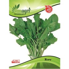 Sunagri Tere Tohumu – Taze Tüketime Uygun Geniş Yapraklı Tere Tohumu
