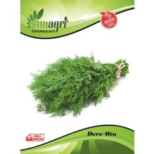 Sunagri Dereotu Gönen Tohumu – Gönen Tipi İnce Yapraklı Aromatik Dereotu Tohumu