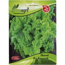 Sunagri Iri Kıvırcık Marul Tohumu