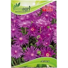 Sunagri Aster Çiçeği Çiçek Tohumu – Karışık Renkli Yıldız Çiçeği (Aster) Tohumu