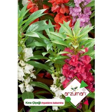 Arzuman Kına Çiçeği Tohumu Impatiens Balsamina 30 Adet