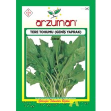 Arzuman Helen Tere Tohumu Geniş Yaprak 25 gr
