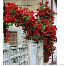 Plantistanbul Kırmızı Sarmaşık Gül Fidanı