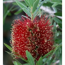 Yalova Fidan Market Fırça Çalısı (Callistemon)