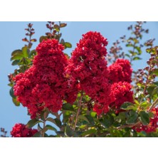 Rüzgar Botanik Koyu Kırmızı Oya Çiçeği Fidanı 40CM-60CM