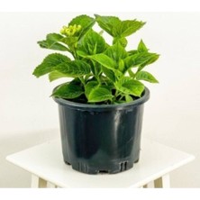 Estemes Botanik  Adet Beyaz Ortanca Çiçeği Fidanı Saksılı