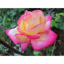 Önderler Gül Fidanı