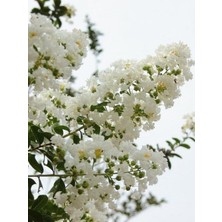 Rüzgar Botanik Beyaz Oya Çiçeği Fidanı 20CM-40CM