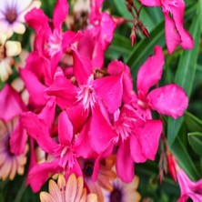 İdeasepet Tüplü Assato Pembe Çiçek Açan Zakkum Fidanı