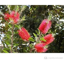Plantistanbul Callistemon Leavis-Bodur Fırça Çalısı Fidanı